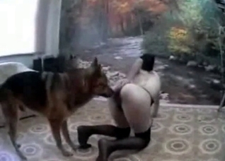 Doggy style drilling with a hung shepherd