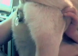 White mutt enjoying hardcore anal sex