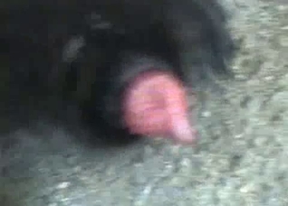 Dog shamelessly showing off its dick