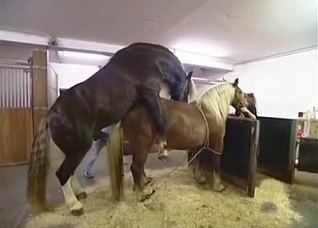 Two horses in heat, awesome zoo XXX