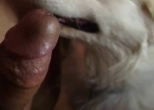 Tiny dong orally worshiped by a doggo
