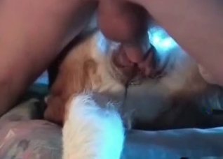 Amateurs enjoying bestiality on camera