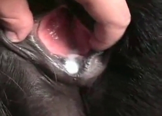 Massive cum load by a massively horny dog