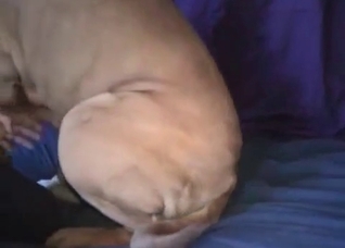 Horny dog enjoying that sweet release