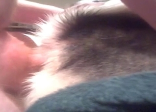 Tiny dog's tight ass is getting gaped tonight
