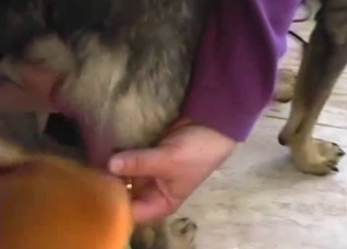 Guy forces two dogs to pleasure each other