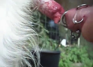 Deformed cock dude vs a dog